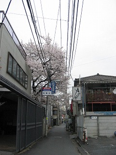 小道の奥に発見した桜