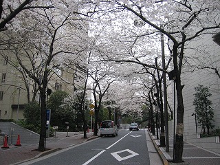 桜のトンネル