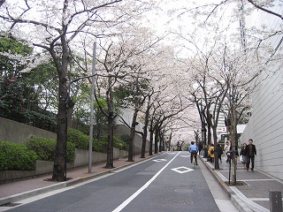 新たな桜のトンネル