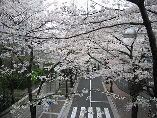 橋の上から見た光景