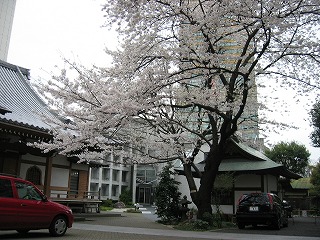 誰もいないお寺で咲き誇る満開の桜