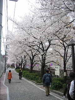 ため息の出るような桜街道