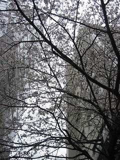 最初に出会った桜の木