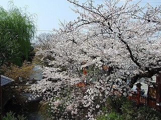 住職と眺めた見事な桜。左手には清涼な川、右手には美しい石畳