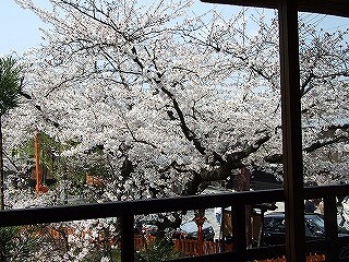 住職とお花見をしたお茶屋さんの部屋から（通行人の注目を集めまくりでした・・・）