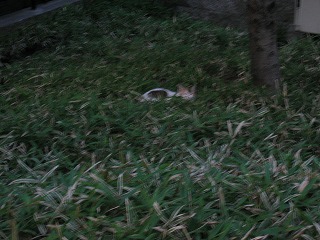 自宅そばの草むらに隠れていた小さな野良猫