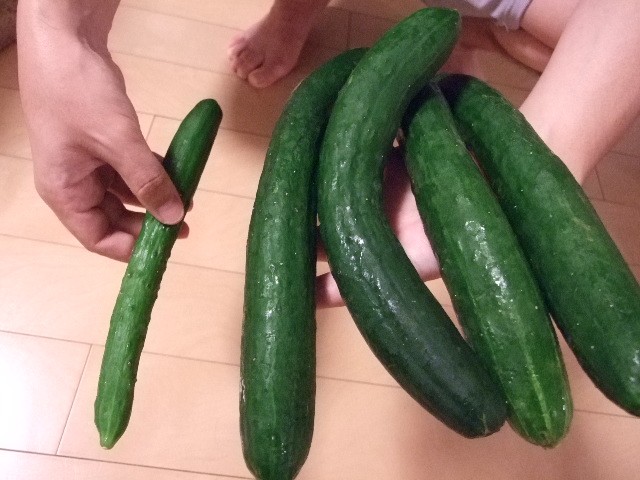 左はスーパーのきゅうり。右は大自然のきゅうり