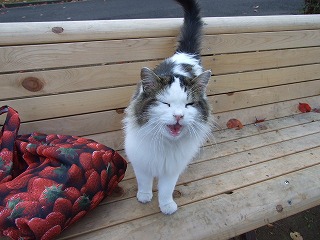 会場の公園には、ランナーを鼓舞するノラ猫が・・・