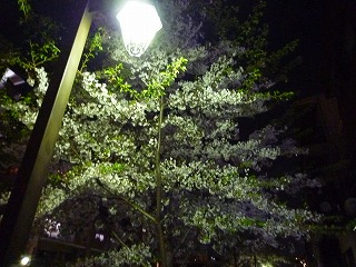 夜の桜も美しい・・・