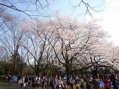 お昼前なのに、公園にはどんどん人が集まってきます