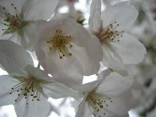 桜を接写。神秘そのものです