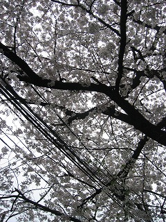 近所にある桜