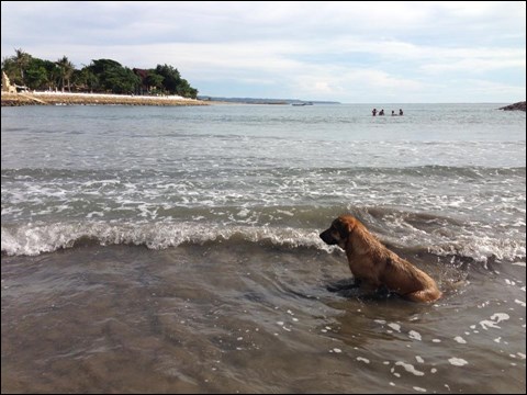 海にはなぜか野良犬が。気持ち良さそうですねー