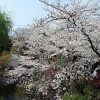 京都、高台寺・圓徳院住職との会食にて桜と人生を思う（その２）