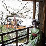 京都、高台寺・圓徳院住職との会食にて桜と人生を思う（最終回）