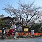 京都、高台寺・圓徳院住職との会食にて桜と人生を思う（その１）