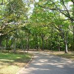 早朝ランニング｜朝食前のジョギング15kmで春の新緑を全力で味わう！