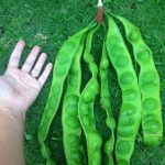 「プテ」独特の匂いがするインドネシア野菜の魅力｜ネジレフサマメ、臭豆との別名も！