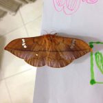 ヤママユガの神秘｜ジャワ島で葉っぱが落ちてきたと思ったら蛾だった