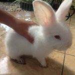 海外子育て事情｜子うさぎがインドネシアの我が家の庭にやってきた！